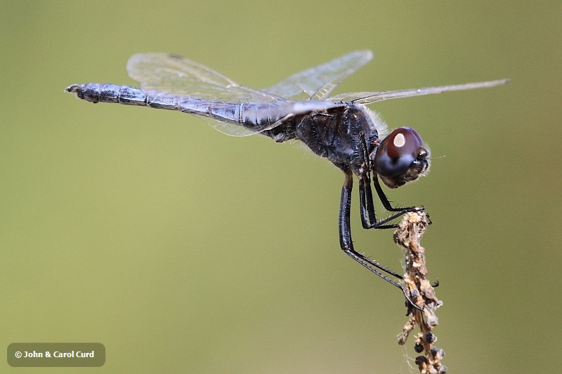 J17_1532 Selysiothemis nigra male.JPG